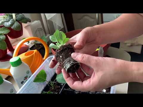 Видео: Пересаживаю черенки гортензии. Грунт для гортензий.