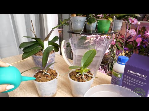 Видео: Для одних орхидей АНТИСТРЕСС, для других РАЗВИТИЕ и КРЕПКИЙ ИММУНИТЕТ. Ситуационное применение.