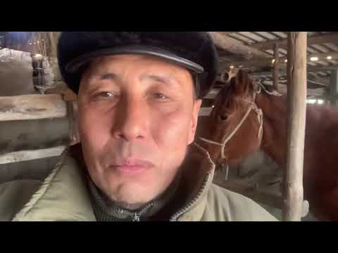 Видео: жылқыны тез семірту! жылқының құртын түсіру