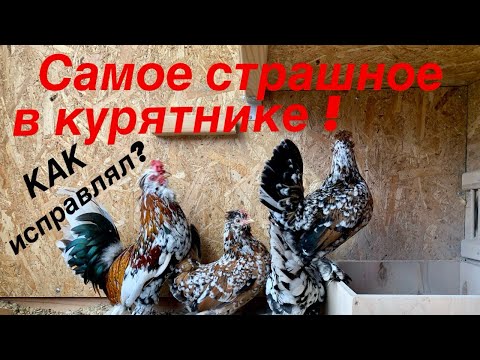 Видео: НЕправильный КУРЯТНИК. УЖАС!!!