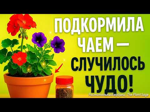 Видео: ДОБАВЬ ЗЕЛЁНЫЙ ЧАЙ В ПОЛИВ — И РАСТЕНИЕ ОЖИВЁТ НА ГЛАЗАХ 🌿 ЗЕЛЁНЫЙ ЧАЙ ДЛЯ РАСТЕНИЙ  Супер Удобрение