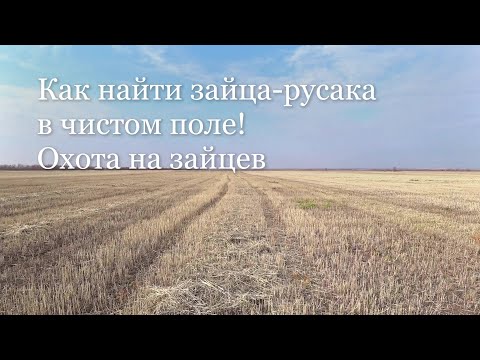 Видео: Как найти зайца-русака в чистом поле