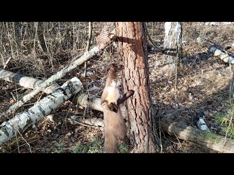 Видео: Знімаю капкани. Вдале завершення невдалого сезону!