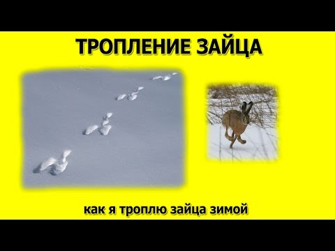 Видео: Тропление зайца