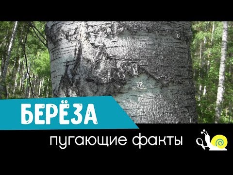 Видео: Берёза. Пугающие факты.