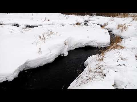 Видео: Рыба задыхается, тонны рыбы! Замор рыбы! Кислородное голодание!