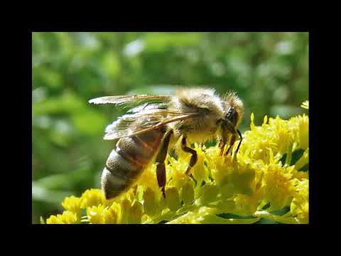 Видео: Михаил Гращенко на канале Воронеж Пчеловодство
