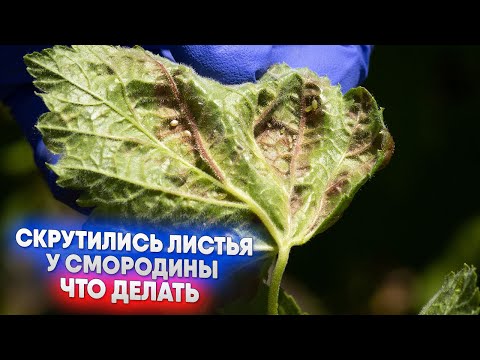 Видео: Скрутились листья у смородины что делать