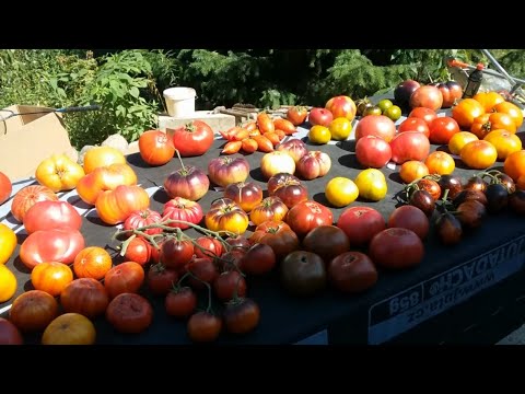 Видео: Презентация новых сортов томатов 2018 года (Часть I)