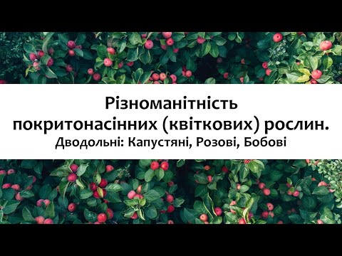Видео: Біологія 7 клас (Балан). §32 Різноманітність покритонасінних (квіткових) рослин. Дводольні. Ч1