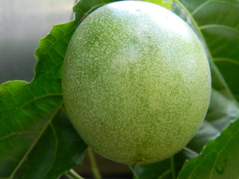 Видео: Passiflora edulis "Роланд".