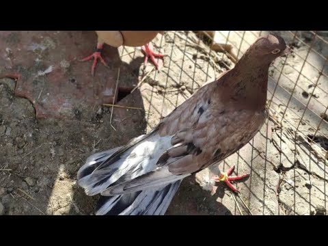 Видео: Широкохвостые бакинские голуби