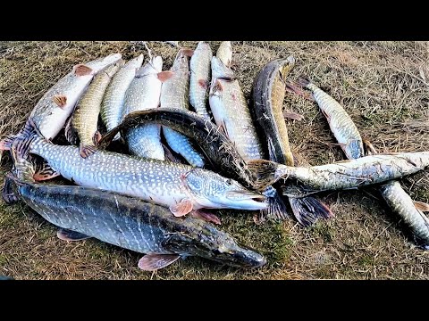 Видео: ПАУКИ  пдъёмники ТРЕЩАЛИ ОТ ЩУК