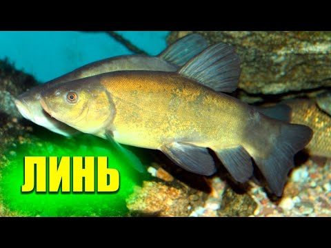 Видео: ЛИНЬ. Царская рыба с интересным вкусом. Как ловить линя!
