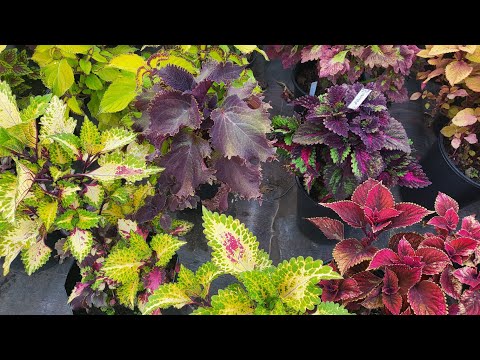 Видео: Лето 2025(4 часть)