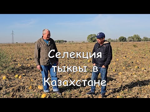 Видео: Селекция тыквы в Казахстане