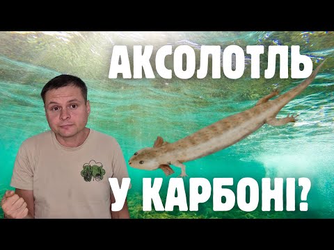 Видео: Мікрозаври кам'яновугільного періоду: маловідома група живих істот