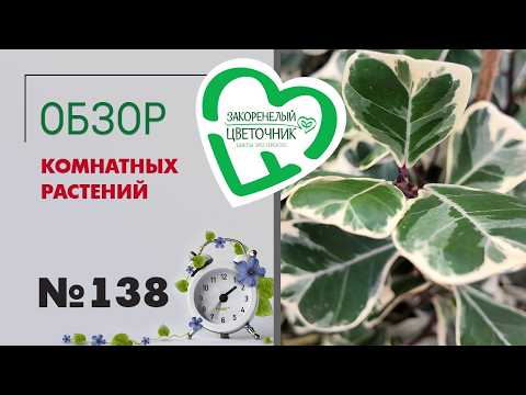 Видео: Обзор растений новый формат: аглаонемы, драцены и фикусы в центре кадра. Сансевиерии, хойи и... №138
