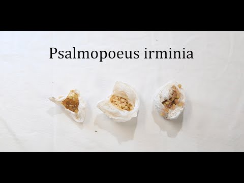 Видео: Трипликс Psalmopoeus irminia.