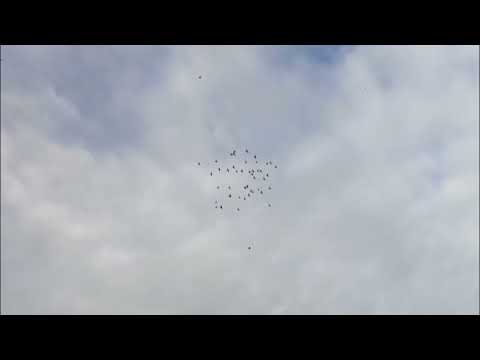 Видео: ПРОДАЖА БУХАРСКИХ И САМАРКАНДСКИХ ГОЛУБЕЙ. +7-927-335-13-22, РАИЛЬ.