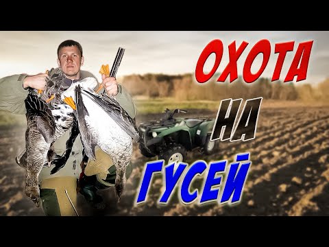 Видео: охота на гуся! открытие весенней охоты