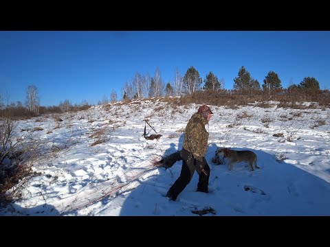 Видео: Загонная охота на кабана (добыли поросенка) Wild boar hunting in Russia