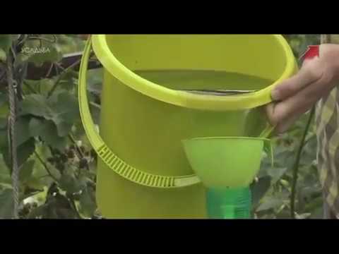 Видео: "Фитоаптека", 5 серия. Марина Рыкалина и Виталий Декабрев. "Усадьба"