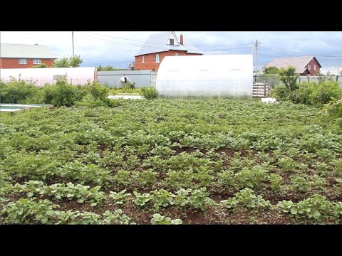 Видео: НЕ СОВЕРШАЙТЕ ЭТУ ОШИБКУ! ДЕДОВСКИЙ СПОСОБ НЕ РАБОТАЕТ! 12.06.20