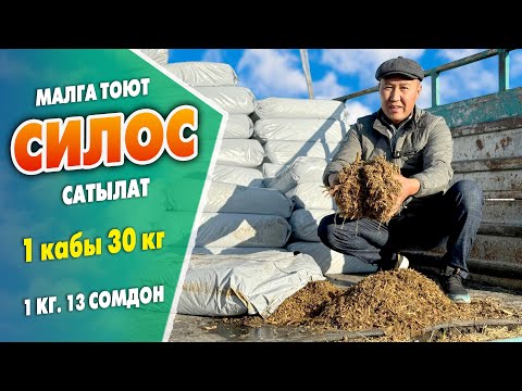 Видео: Өтө сапаттуу СИЛОС сатылат ~ Мал жандыкты тез СЕМИРТЕТ, сүтүн көбөйтөт, СИҢИМДҮҮ болот, ЖЕТКИРҮҮ бар