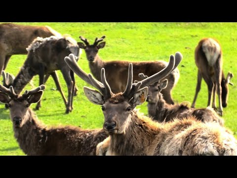 Видео: Столько Зверя я вижу Впервые. Маралы и Динозавры в одном месте!!!