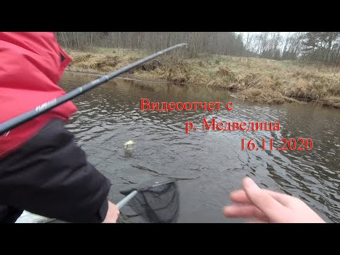 Видео: Видеоотчет от 16.11.2020 Медведица Кашинский район