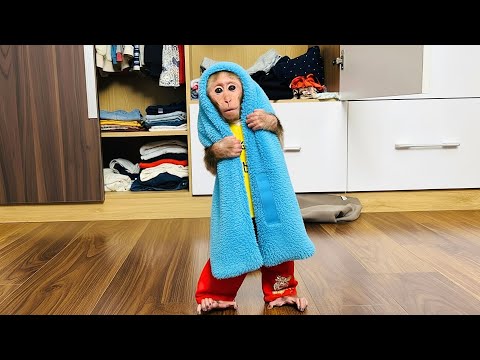 Видео: Обезьянка Лала выглядит уморительно в одежде Сюки.