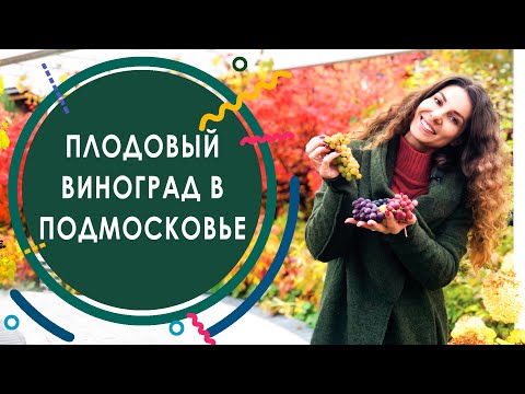 Видео: Плодовый виноград для Подмосковья. Сравнение сортов плодового винограда