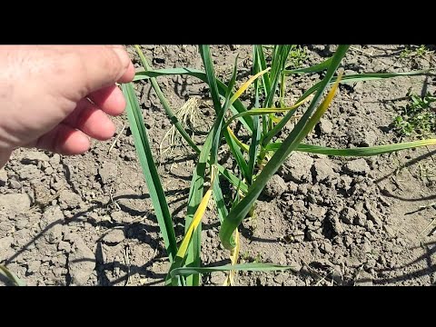 Видео: Чому жовтіє часник? Перше підживлення, азота не хватає.