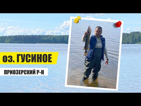 Видео: Рыбалка и отдых на озере Гусиное. Щука 2кг с плотика FLTB-5 CAPERLAN. Приозерский район