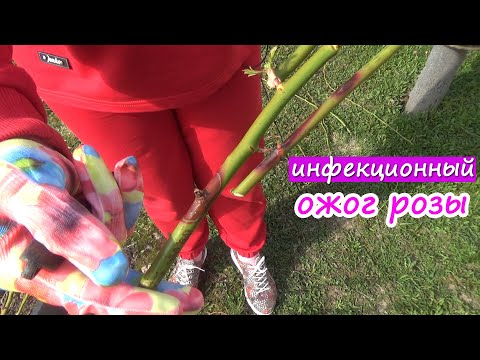 Видео: Инфекционный (бактериальный) ожог розы. Не путайте с загаром розы! Infectious (bacterial) rose burn.
