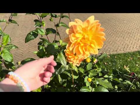 Видео: #1210 ..идеальная прогулка😊🙌🌷