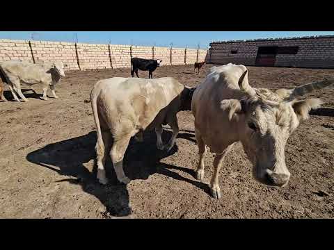 Видео: Түйе суару |   Сиырлар
