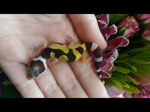 Видео: Определение морф малышей эублефаров (5 трансляция)