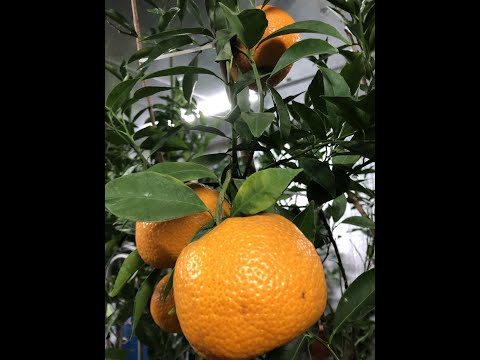Видео: Почему опадают листья на цитрусах? Причины? Как помочь?