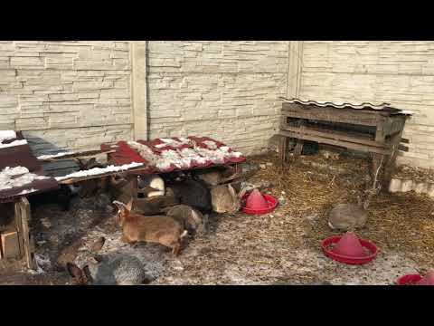 Видео: Кролики на снегу-2. Growing rabbits in free-range in winter