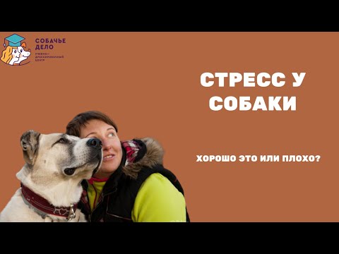 Видео: Стресс у собак: хорошо это, плохо или нормально?