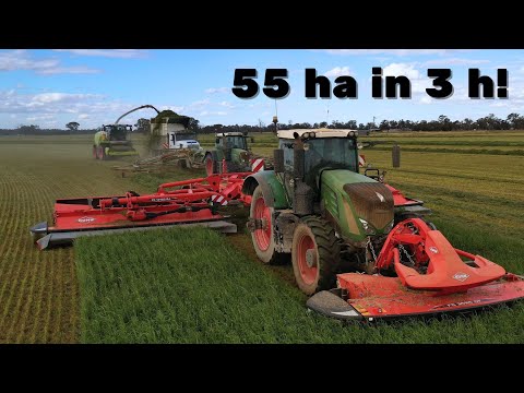 Видео: XXL Косить сено – 55 га люцерны за 3 часа | 13 м кондиционер KUHN | CLAAS Jaguar 960 | Krone