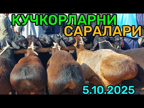 Видео: 5.10.2025 НАСИЛЛИК КУЧКОРЛАРНИ САРАЛАРИ ЧИКДИ КАРШИ КАРВОН МОЛ БОЗОРИГА 
