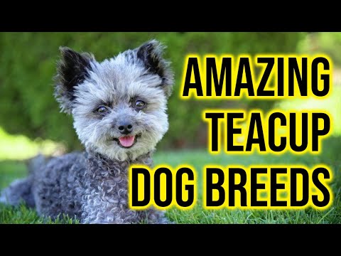 Видео: 10 самых удивительных пород собак, которые стоит завести / Amazing Dogs