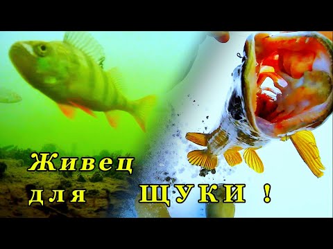 Видео: На жерлицы . ЩУКА на 5,3 КГ!!! . #рыбалка #рыбалказимой  #жерлицы