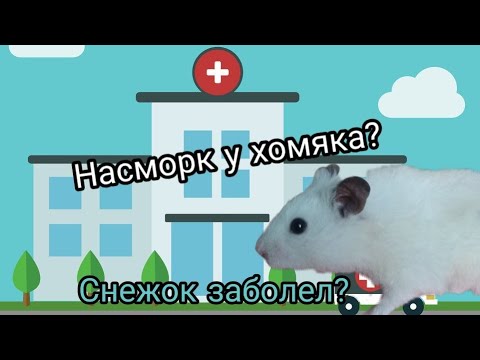 Видео: Насморк у хомяка? 🐹 Заболел Снежок‽ Что я делаю?|Вечерняя процедура|