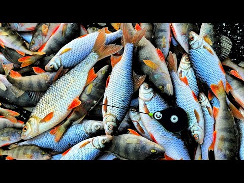 Видео: ЗАБОРОНЕНА СНАСТЬ! Спортивна МОРМИШКА! Ловля Окуня та Плітки на Мормишку! Перший Лід 2025