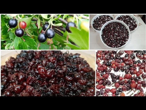 Видео: Dried fruits//Цукаты/сухофрукт из чёрной смородины//Սև հաղարջի չիր