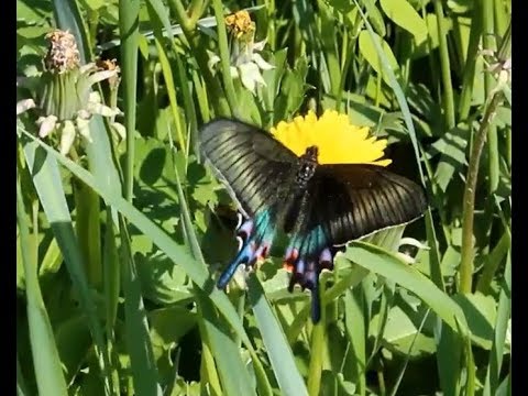 Видео: Удивительная природа Приморья. Tом 2 (Amazing Nature of Primorye. Vol. 2)